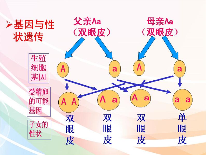 济南版生物八年级上册 4.4.2 性状的遗传 课件08