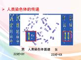 济南版生物八年级上册 4.4.3 人类染色体与性别决定 课件