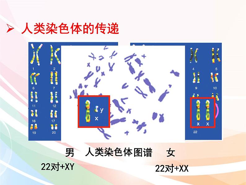 济南版生物八年级上册 4.4.3 人类染色体与性别决定 课件第3页