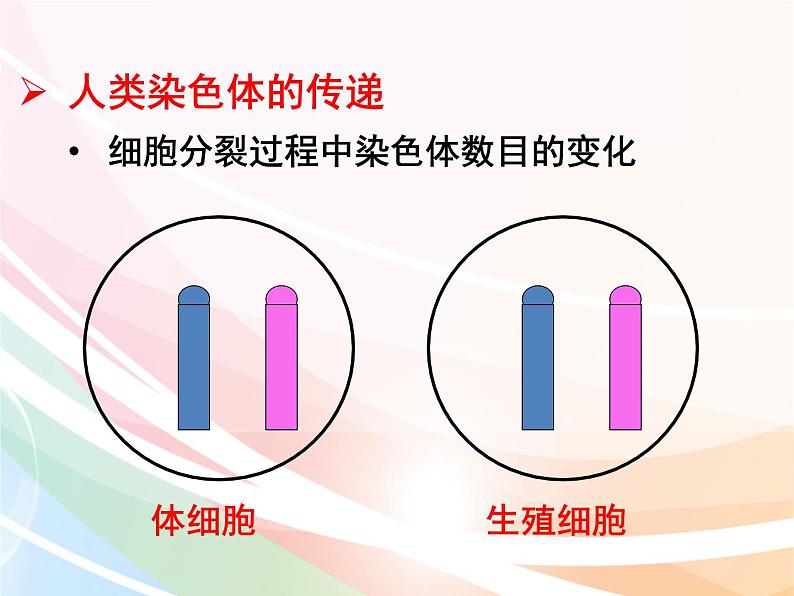 济南版生物八年级上册 4.4.3 人类染色体与性别决定 课件第4页