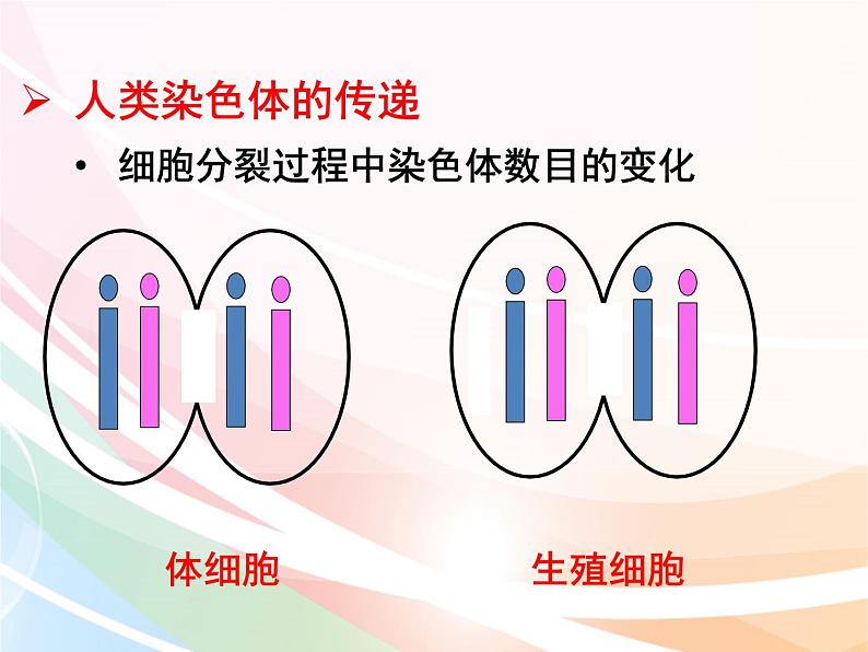 济南版生物八年级上册 4.4.3 人类染色体与性别决定 课件第5页