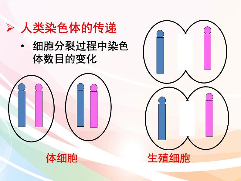 济南版生物八年级上册 4.4.3 人类染色体与性别决定 课件第6页