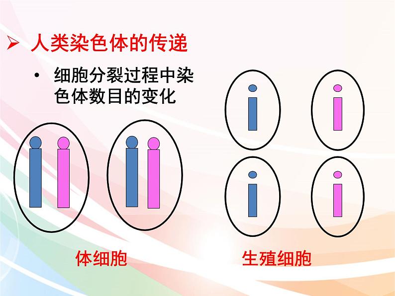 济南版生物八年级上册 4.4.3 人类染色体与性别决定 课件第7页