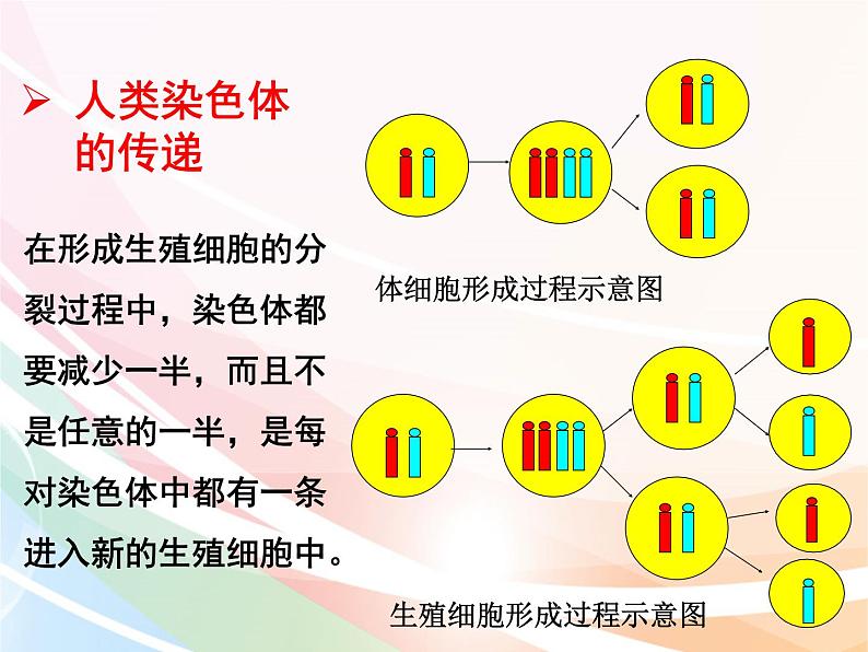 济南版生物八年级上册 4.4.3 人类染色体与性别决定 课件第8页