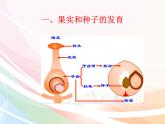 济南版生物八年级上册 4.1.3果实和种子的形成 课件