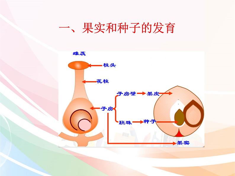 济南版生物八年级上册 4.1.3果实和种子的形成 课件第4页