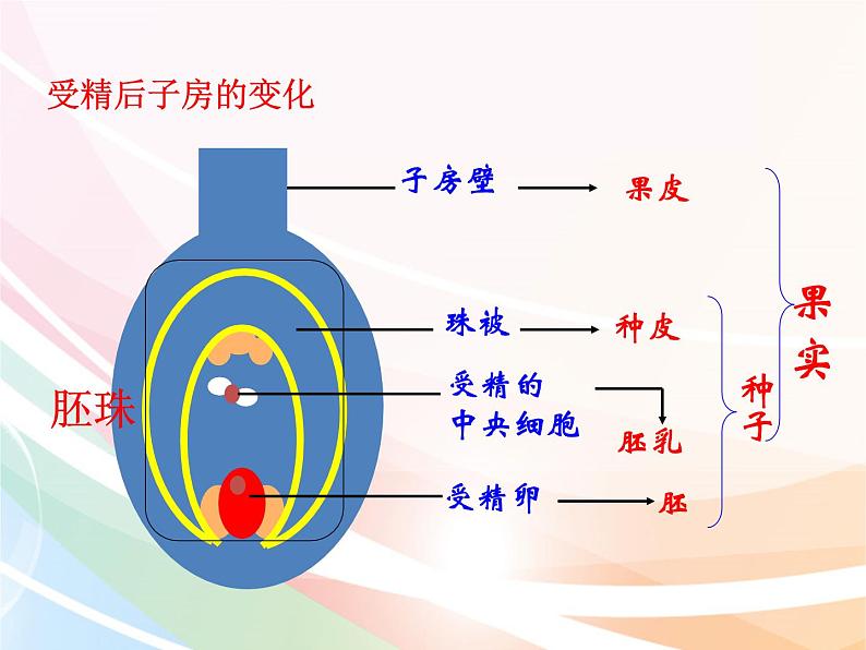 济南版生物八年级上册 4.1.3果实和种子的形成 课件第5页