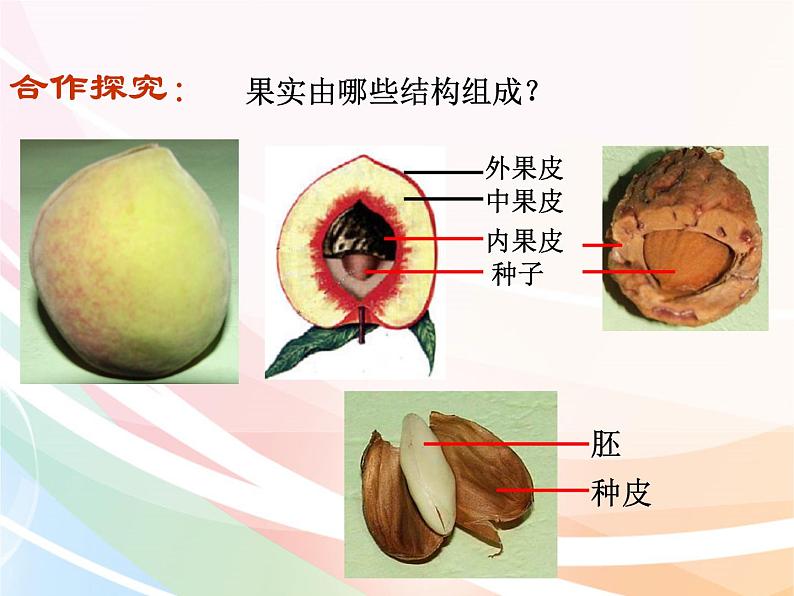 济南版生物八年级上册 4.1.3果实和种子的形成 课件第6页