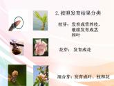 济南版生物八年级上册 4.1.6芽的类型和发育 课件