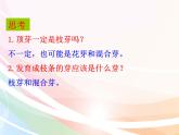 济南版生物八年级上册 4.1.6芽的类型和发育 课件