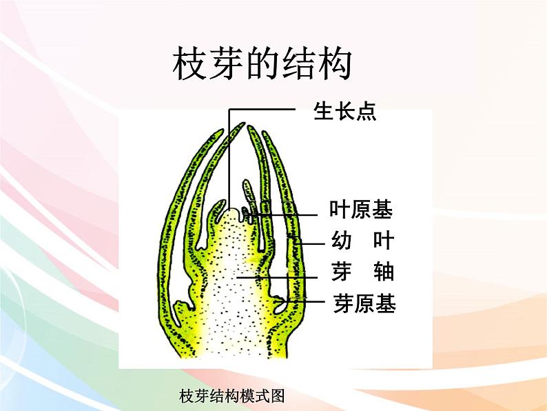 济南版生物八年级上册 4.1.6芽的类型和发育 课件08