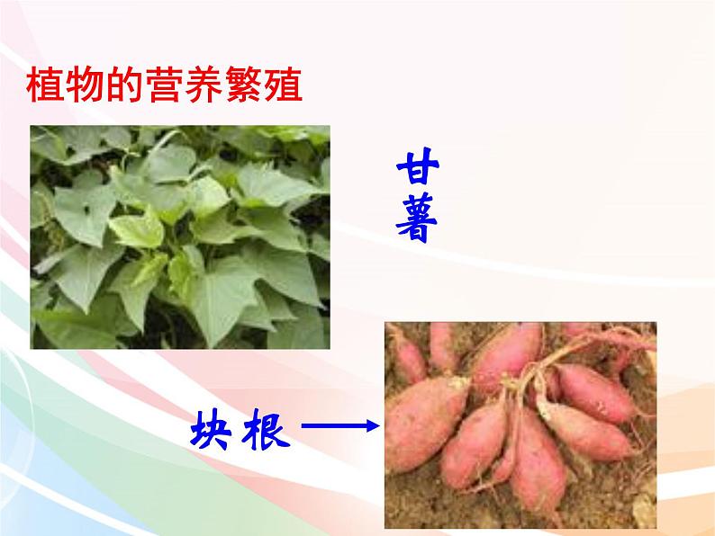 济南版生物八年级上册 4.1.7植物的无性生殖 课件02