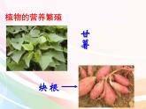 济南版生物八年级上册 4.1.7植物的无性生殖 课件