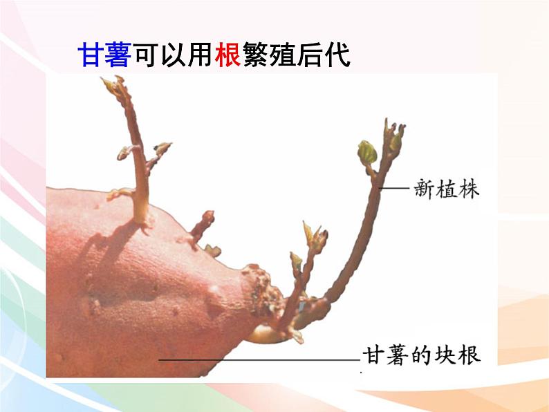 济南版生物八年级上册 4.1.7植物的无性生殖 课件03