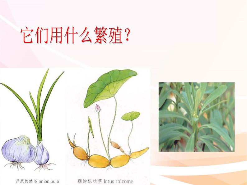 济南版生物八年级上册 4.1.7植物的无性生殖 课件04