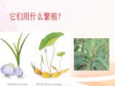 济南版生物八年级上册 4.1.7植物的无性生殖 课件