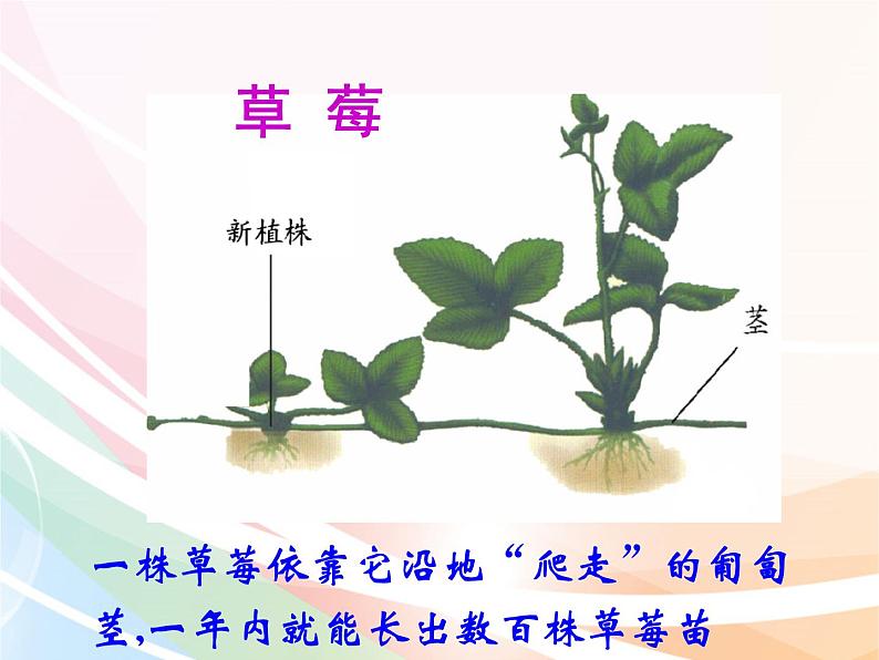 济南版生物八年级上册 4.1.7植物的无性生殖 课件05