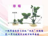 济南版生物八年级上册 4.1.7植物的无性生殖 课件