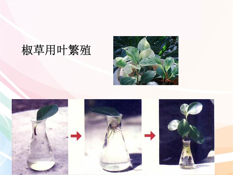 济南版生物八年级上册 4.1.7植物的无性生殖 课件07