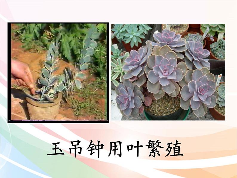 济南版生物八年级上册 4.1.7植物的无性生殖 课件08