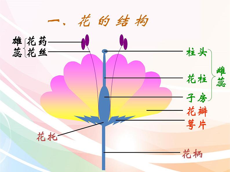 济南版生物八年级上册 4.1.1花的结构和类型 课件02