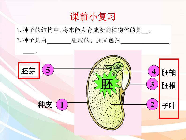 济南版生物八年级上册 4.1.4种子的萌发 课件第2页