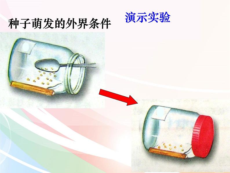 济南版生物八年级上册 4.1.4种子的萌发 课件第6页