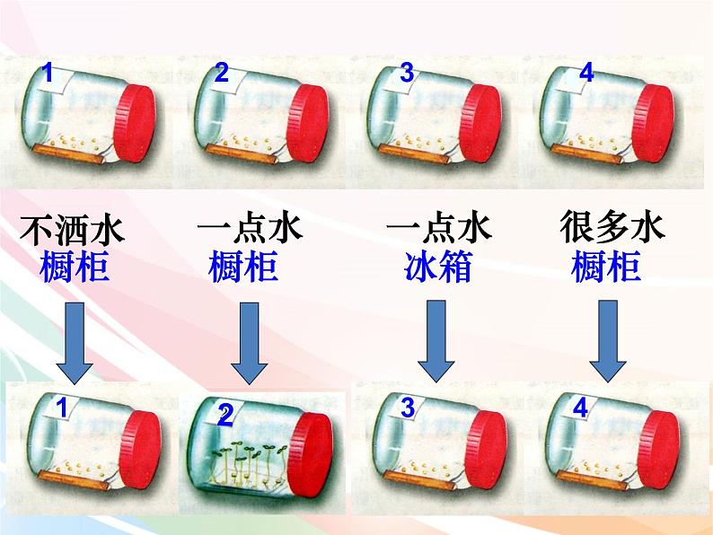 济南版生物八年级上册 4.1.4种子的萌发 课件第7页