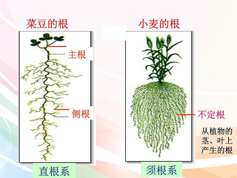 济南版生物八年级上册 4.1.5根的结构及功能 课件04