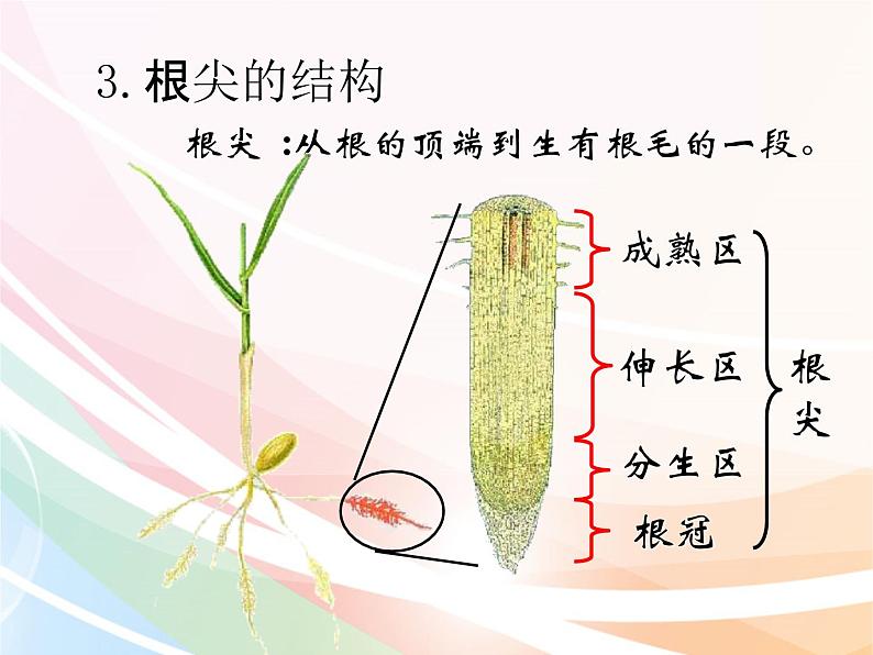 济南版生物八年级上册 4.1.5根的结构及功能 课件05