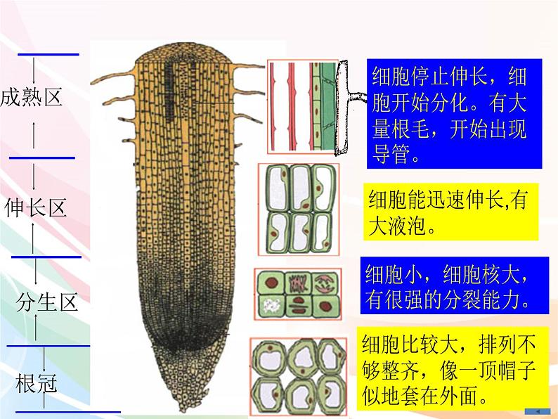 济南版生物八年级上册 4.1.5根的结构及功能 课件06