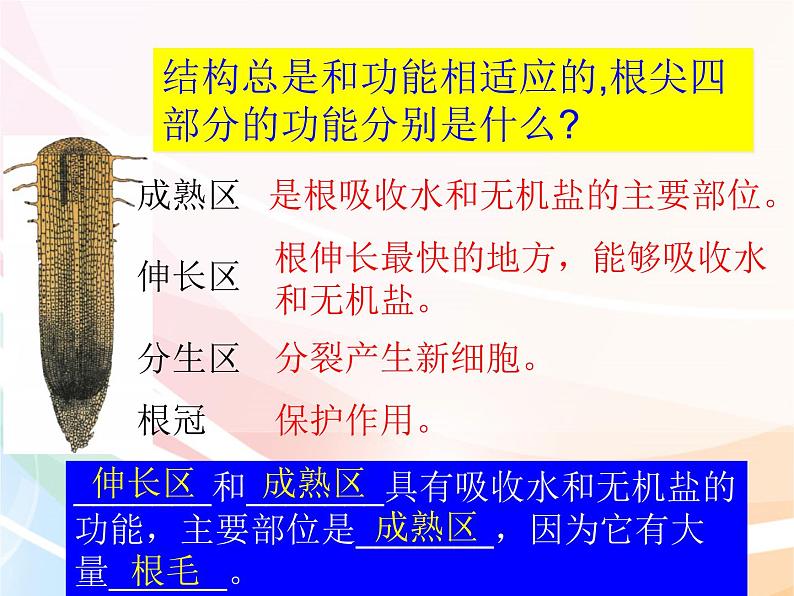 济南版生物八年级上册 4.1.5根的结构及功能 课件07