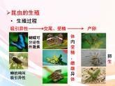 济南版生物八年级上册 4.2.1 昆虫的生殖和发育 课件