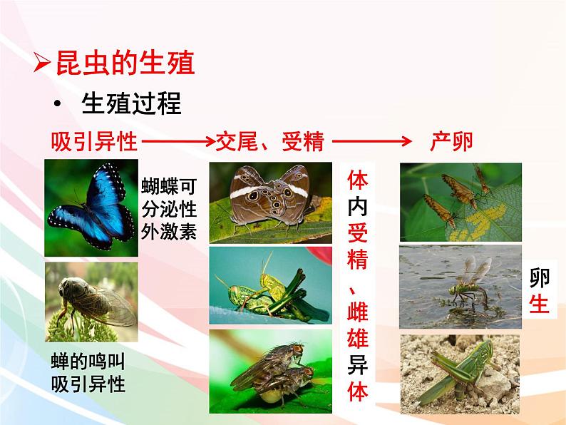 济南版生物八年级上册 4.2.1 昆虫的生殖和发育 课件02