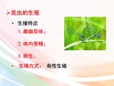 济南版生物八年级上册 4.2.1 昆虫的生殖和发育 课件