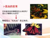 济南版生物八年级上册 4.2.1 昆虫的生殖和发育 课件