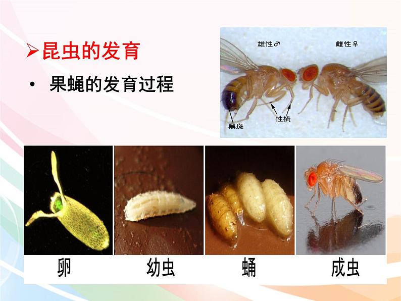 济南版生物八年级上册 4.2.1 昆虫的生殖和发育 课件06