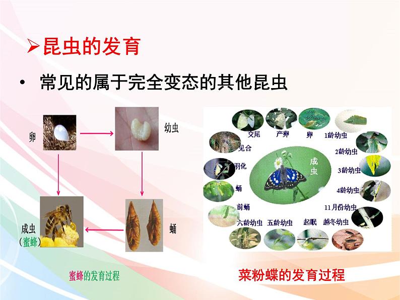 济南版生物八年级上册 4.2.1 昆虫的生殖和发育 课件08