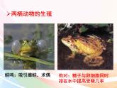济南版生物八年级上册 4.2.2  两栖动物的生殖和发育 课件