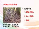 济南版生物八年级上册 4.2.2  两栖动物的生殖和发育 课件