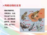 济南版生物八年级上册 4.2.2  两栖动物的生殖和发育 课件