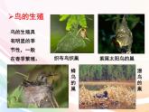 济南版生物八年级上册 4.2.3  鸟的生殖和发育 课件