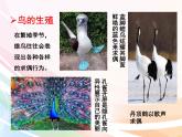 济南版生物八年级上册 4.2.3  鸟的生殖和发育 课件