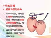 济南版生物八年级上册 4.2.3  鸟的生殖和发育 课件