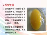 济南版生物八年级上册 4.2.3  鸟的生殖和发育 课件