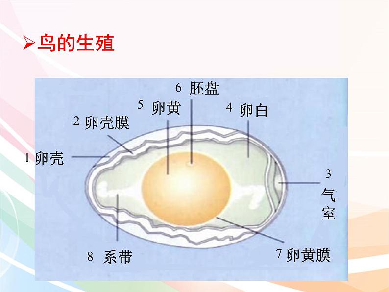 济南版生物八年级上册 4.2.3  鸟的生殖和发育 课件06