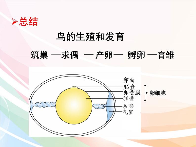 济南版生物八年级上册 4.2.3  鸟的生殖和发育 课件08