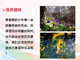 济南版生物八年级上册 4.3.3 走向成熟 课件