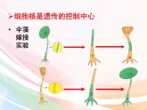 济南版生物八年级上册 4.4.1 遗传的物质基础 课件