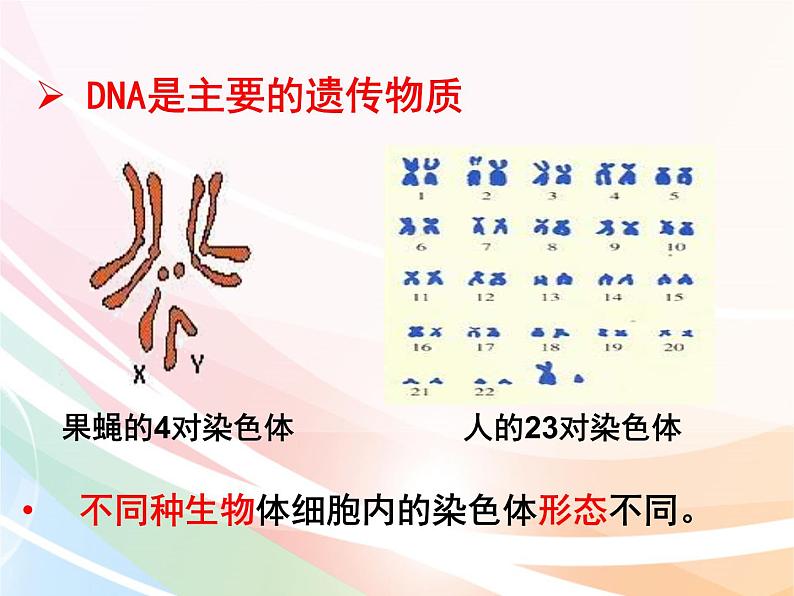 济南版生物八年级上册 4.4.1 遗传的物质基础 课件08